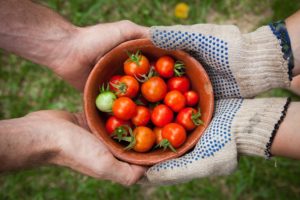 vegetable garden