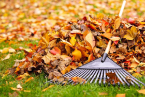 Landscaping Tips for Fall