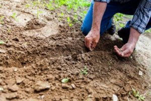 Landscaping Design in Cockeysville, Maryland