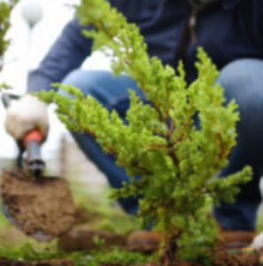 Landscape Elements in Fallston, Maryland